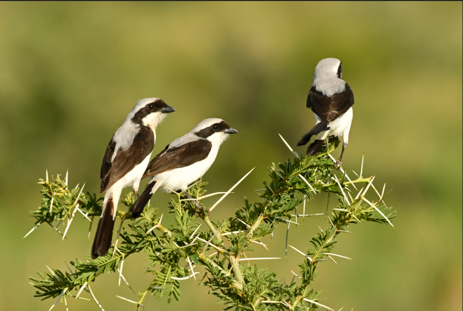 Best Time to Do Bird Watching in Lake Mburo National Park.