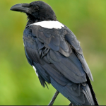 Best Time to do Birding in Semuliki National Park.