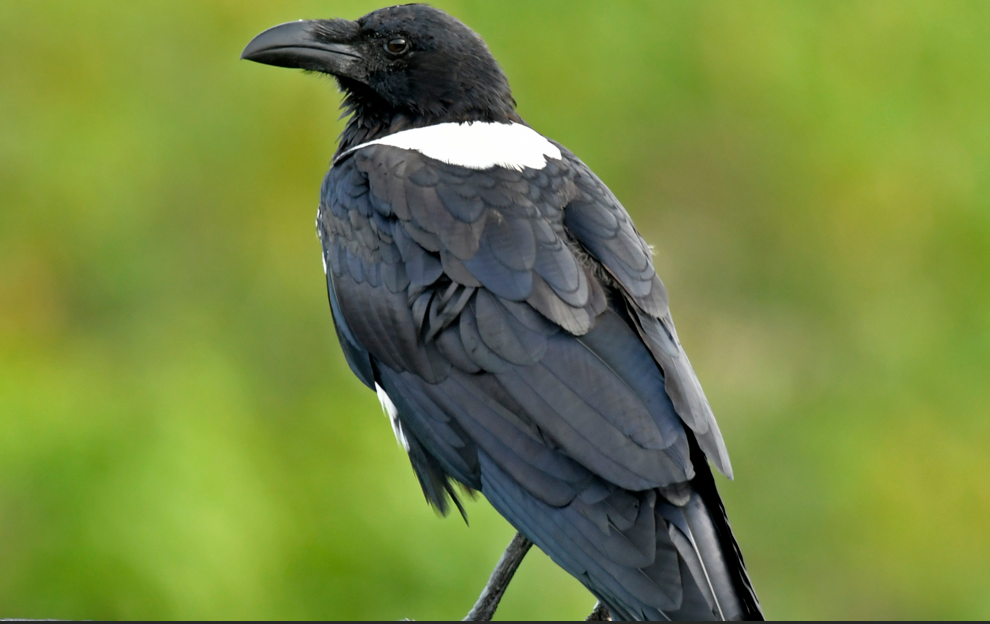 Best Time to do Birding in Semuliki National Park.