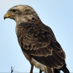 Bird Checklist in Semuliki National Park.