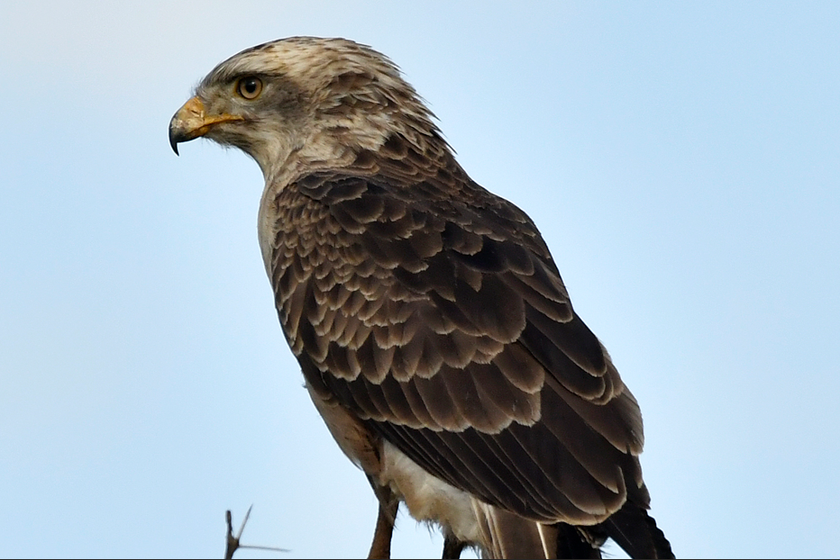 Bird Checklist in Semuliki National Park.