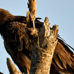 Bird Species Found in Semuliki National Park.