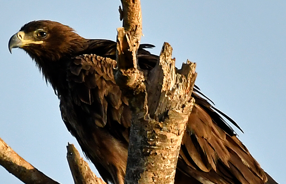 Bird Species Found in Semuliki National Park.