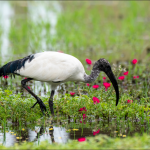 Bird Species in Semuliki National Park.