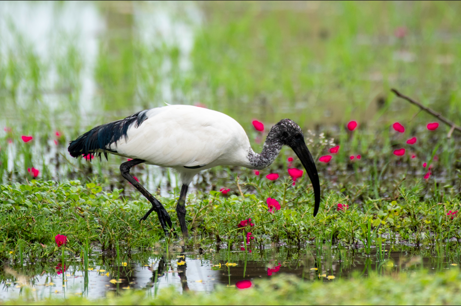 Bird Species in Semuliki National Park.