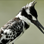 Bird Watching in Semuliki National Park.