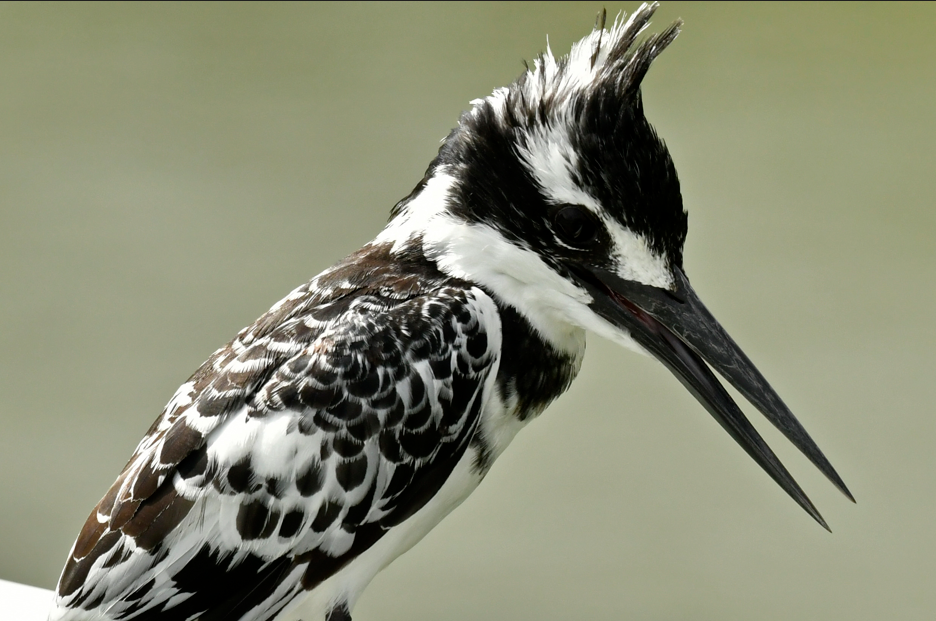 Bird Watching in Semuliki National Park.