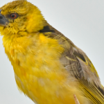 Birding Checklist in Semuliki National Park.