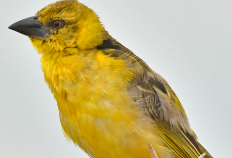Birding Checklist in Semuliki National Park.