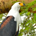 Birding Photography in Semuliki National Park.