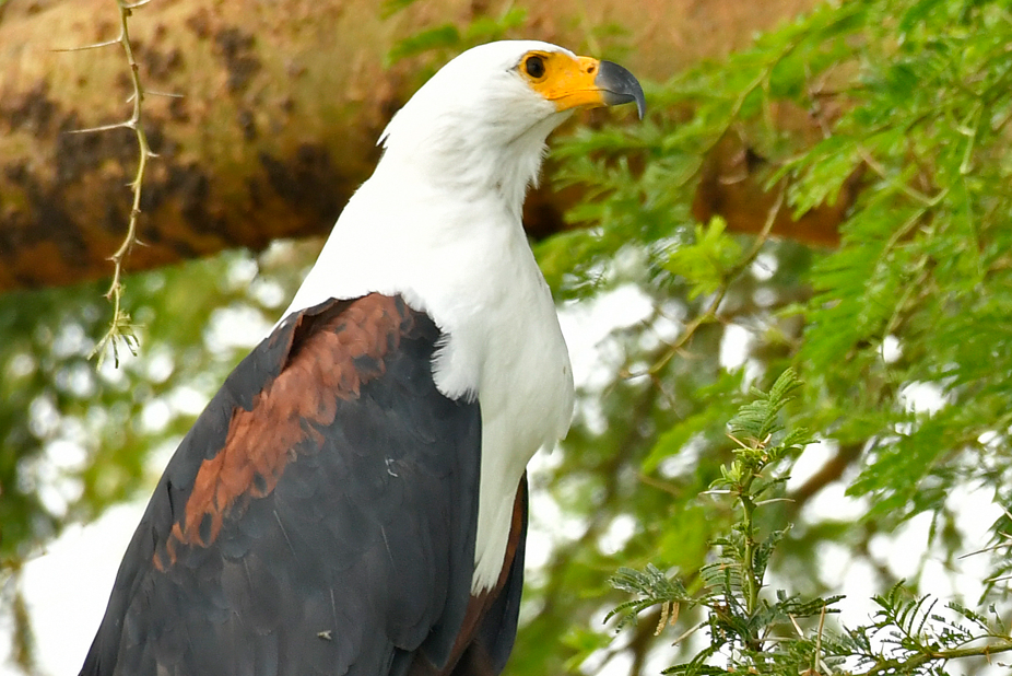 Birding Photography in Semuliki National Park.
