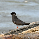 Birding Safaris in Semuliki National Park.