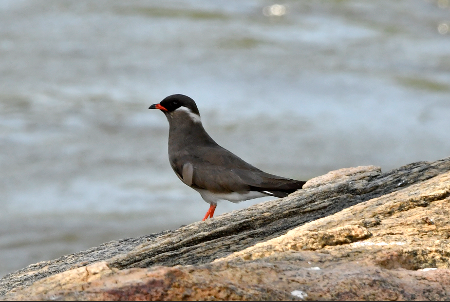 Birding Safaris in Semuliki National Park.