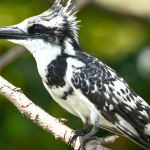 Birding in Semuliki National Park.