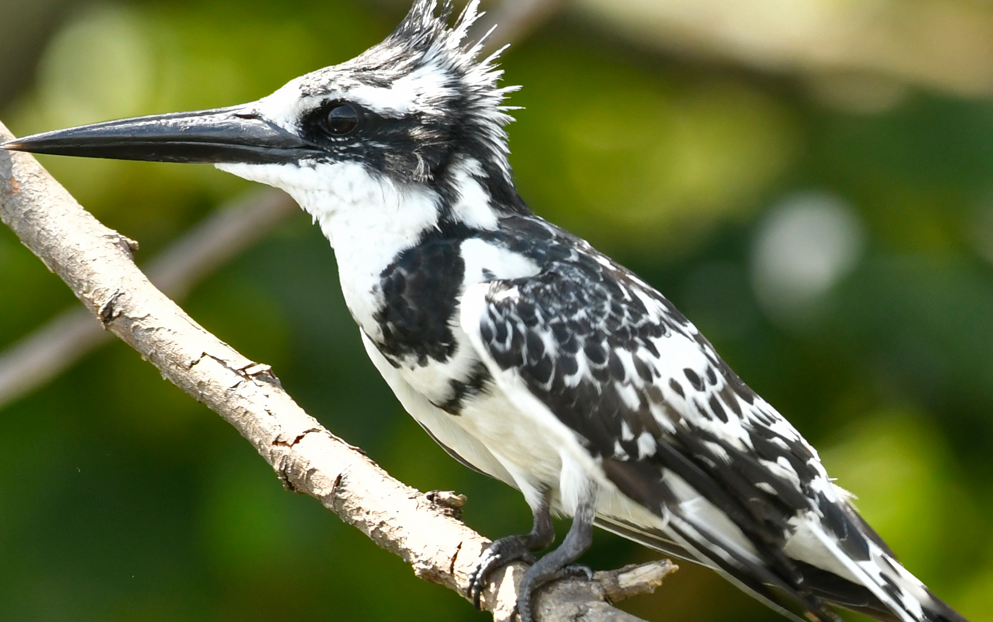 Birding in Semuliki National Park.