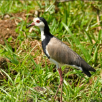 Birds Found in Semuliki National Park.