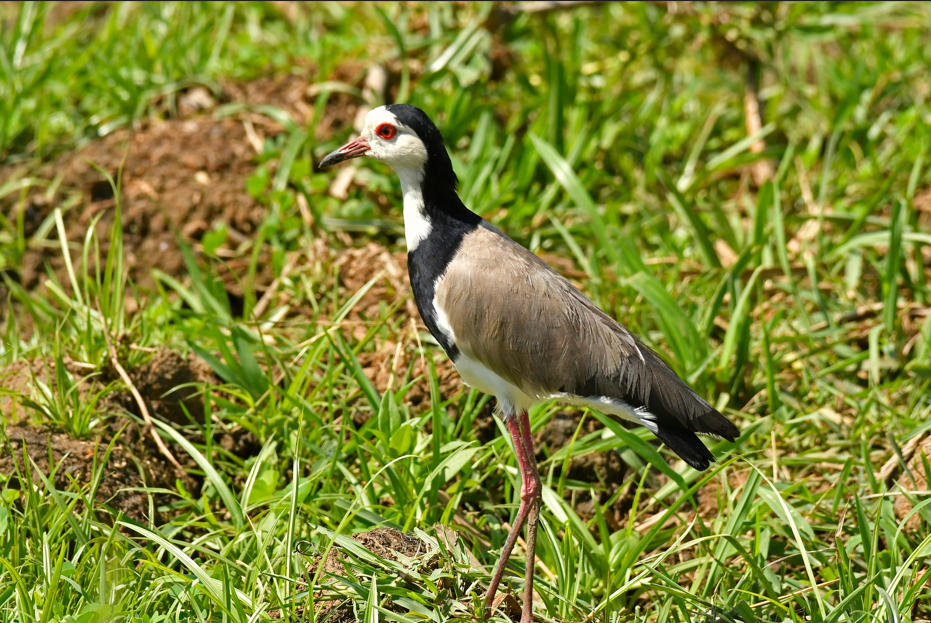 Birds Found in Semuliki National Park.