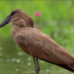 Birds in Semuliki National Park.