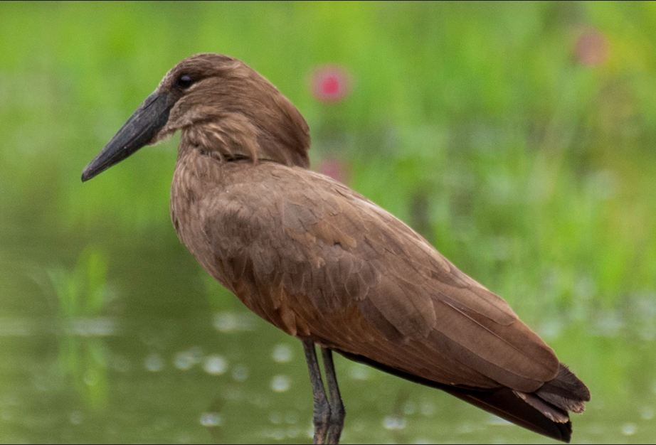 Birds in Semuliki National Park.
