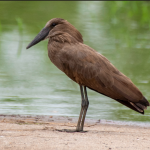 Birds to See in Semuliki National Park.