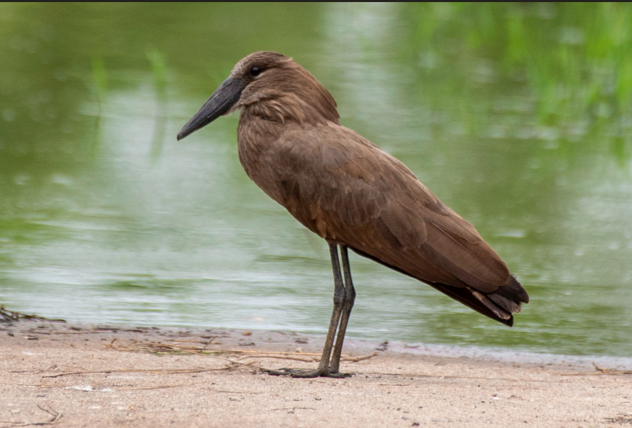 Birds to See in Semuliki National Park.