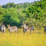 Budget Safaris in Lake Mburo National Park