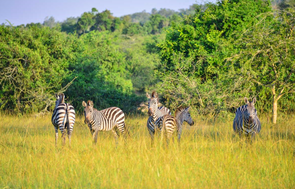Budget Safaris in Lake Mburo National Park