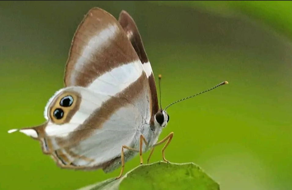 Butterfly Photography Safaris in Nyungwe Forest National Park.