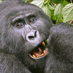 Bwindi’s Bitukura Gorilla Family