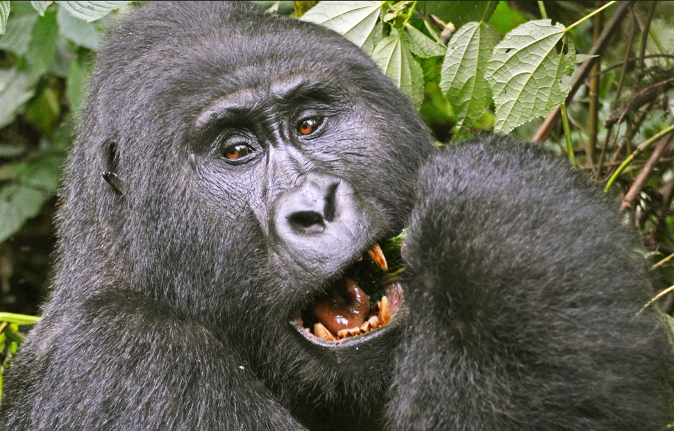 Bwindi’s Bitukura Gorilla Family
