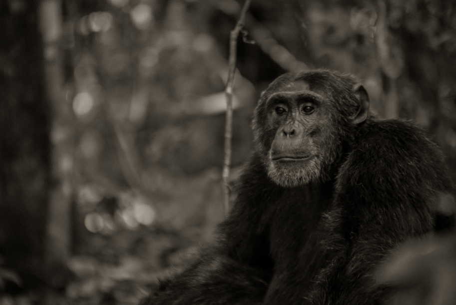 Chimpanzee Photography Safaris in Nyungwe Forest National Park.