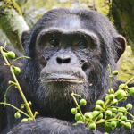 Chimpanzee Photography in Kibale Forest National Park