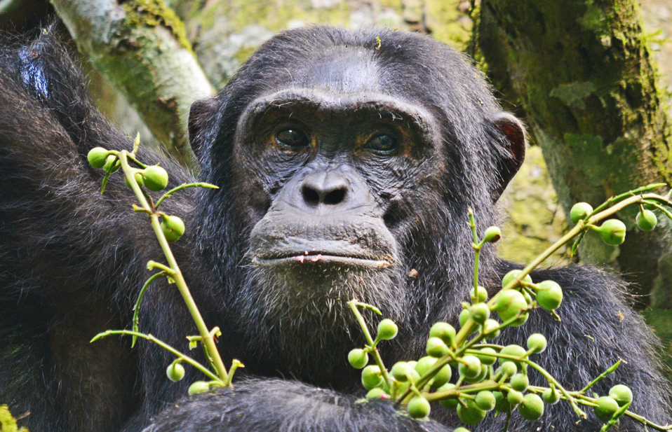 Chimpanzee Photography in Kibale Forest National Park