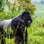 Easy Guide to Buying Gorilla Trekking Permits in Uganda