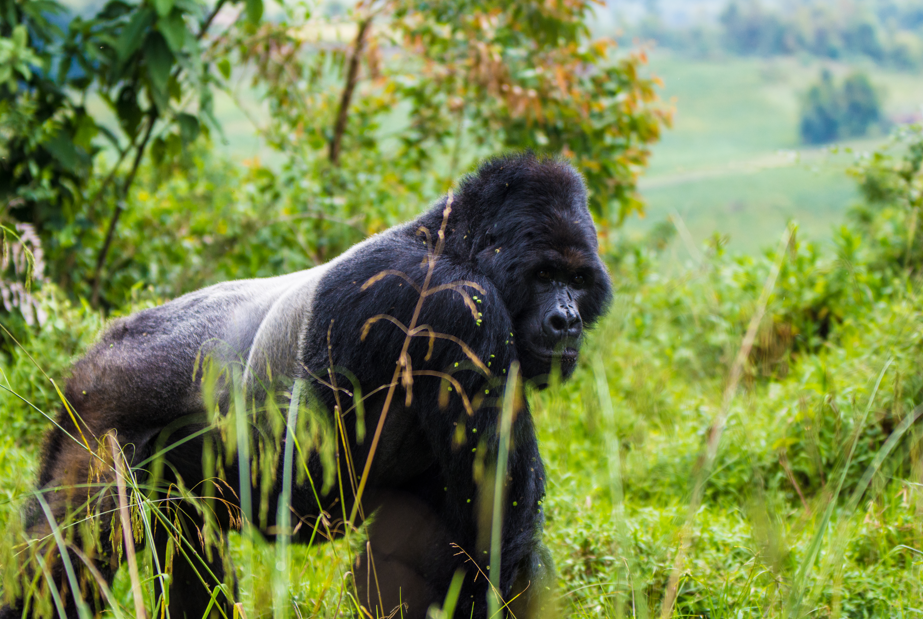 Easy Guide to Buying Gorilla Trekking Permits in Uganda