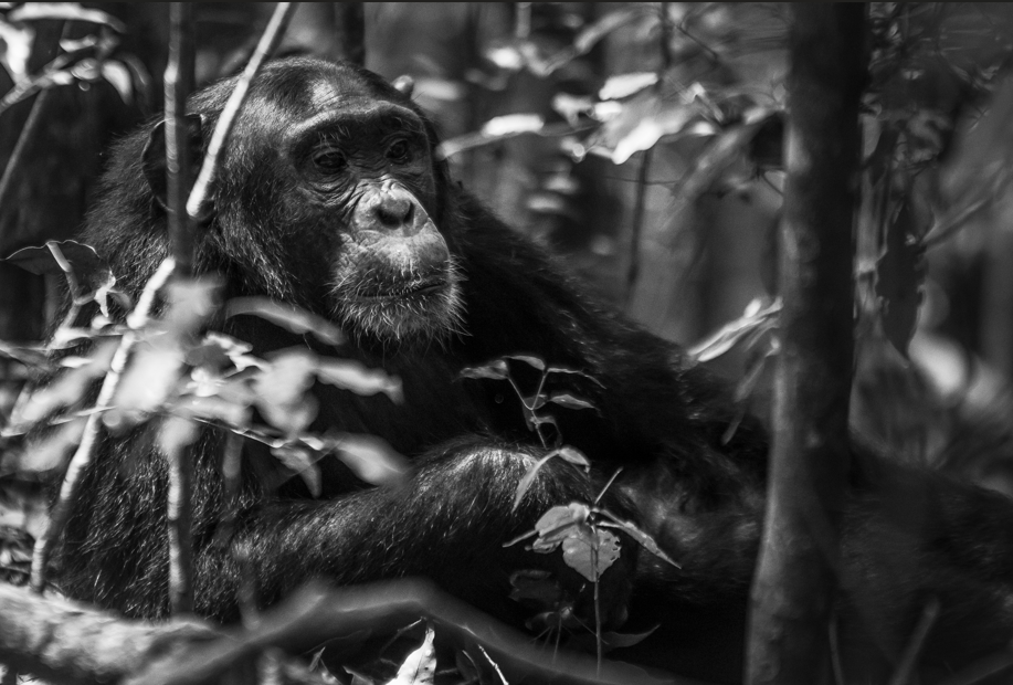 Essential Guidelines for Photographing Chimpanzees in Kalinzu Forest