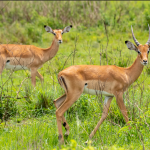  Facts about Lake Mburo National Park.