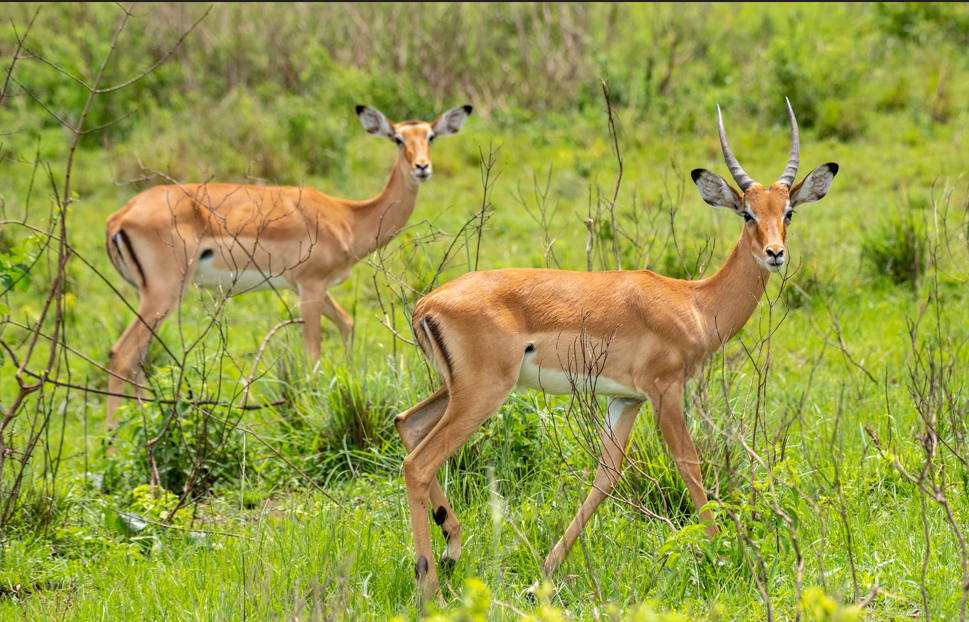  Facts about Lake Mburo National Park.