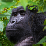 Gorilla Photography Safaris in Rwanda.