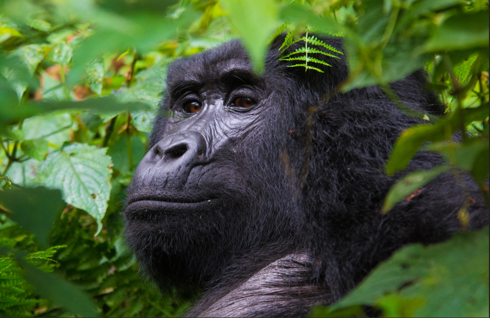 Gorilla Photography Safaris in Rwanda.
