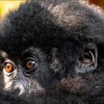 Gorilla Trekking Kosher Safaris to Bwindi Forest National Park.