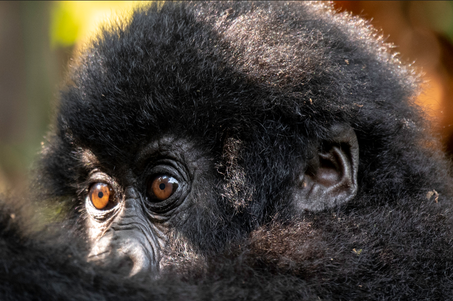 Gorilla Trekking Kosher Safaris to Bwindi Forest National Park.