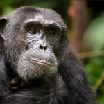 How to Book Your Chimpanzee Trekking Adventure in Uganda