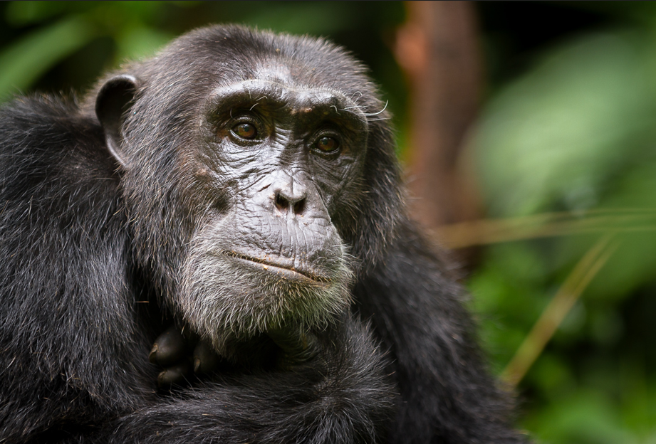 How to Book Your Chimpanzee Trekking Adventure in Uganda