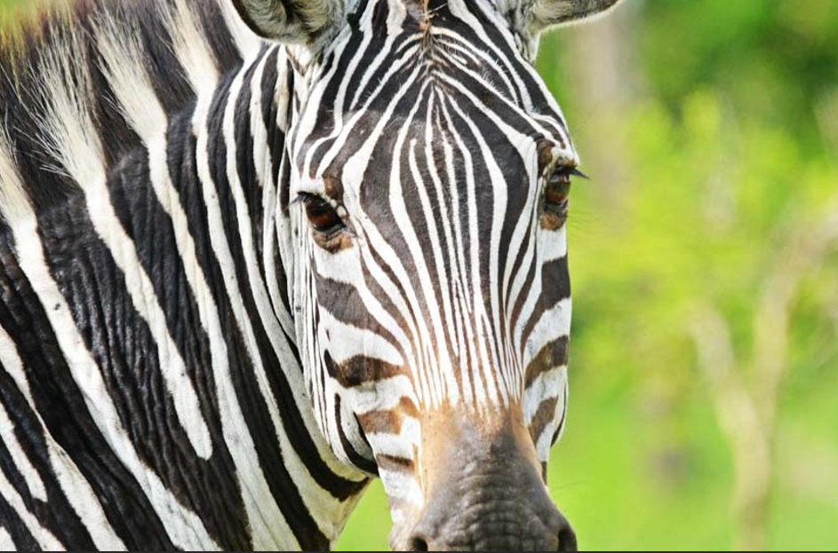 Is Lake Mburo National Park Worth Visiting
