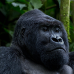 Jewish-Friendly Gorilla Trekking Safari in Uganda