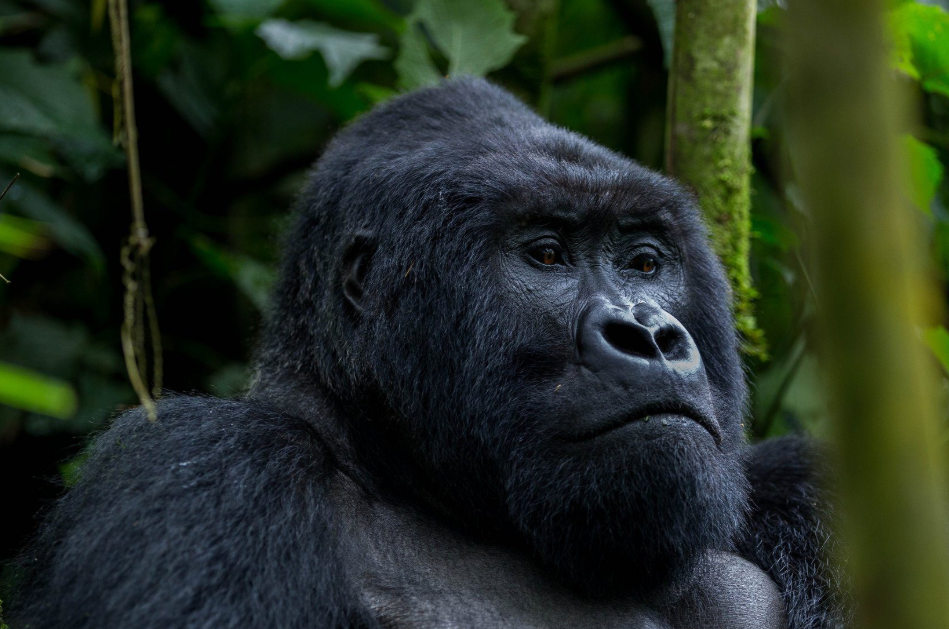 Jewish-Friendly Gorilla Trekking Safari in Uganda