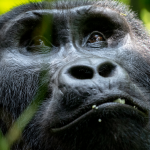 Kosher Gorilla Trekking Safaris in Uganda.
