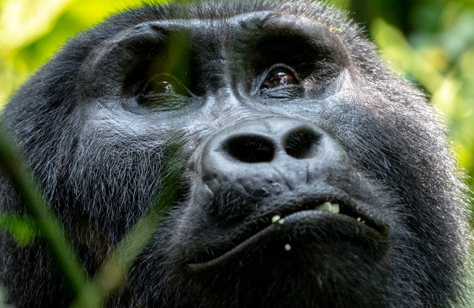 Kosher Gorilla Trekking Safaris in Uganda.
