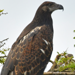 List of Bird Species in Semuliki National Park.